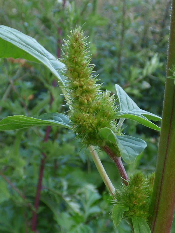 Amaranthus retroflexus